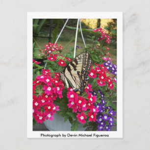 Carte Postale Papillon au printemps