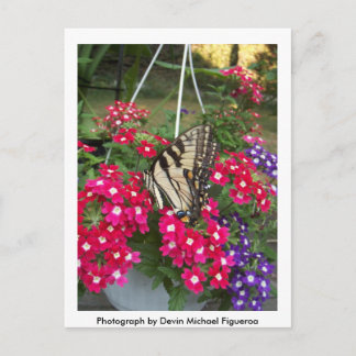 Carte Postale Papillon au printemps