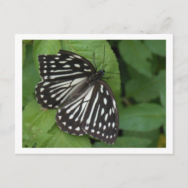 Carte Postale papillon aux yeux bleus (Devant)