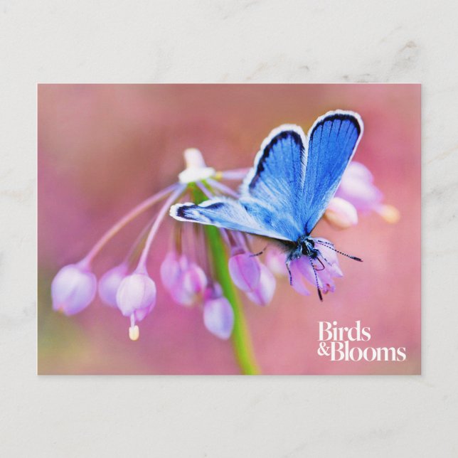 Carte Postale Papillon Azure (Devant)