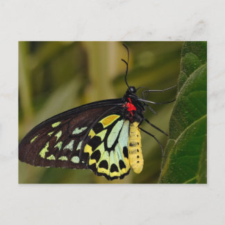 Carte Postale Papillon Birdwing de Cairns