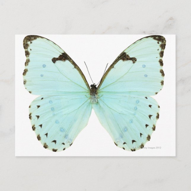 Carte Postale Papillon blanc (Devant)