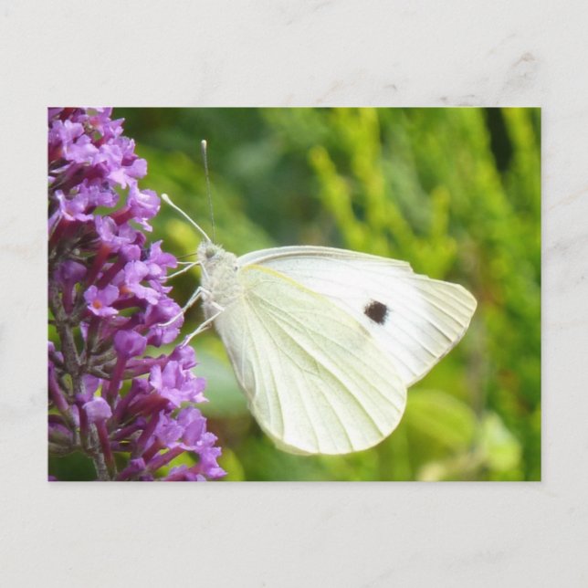 Carte Postale Papillon blanc 1 (Devant)
