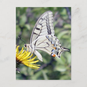 Carte Postale Papillon blanc et noir sur Fleur Jaune