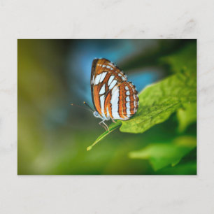 Carte Postale Papillon blanc et orange