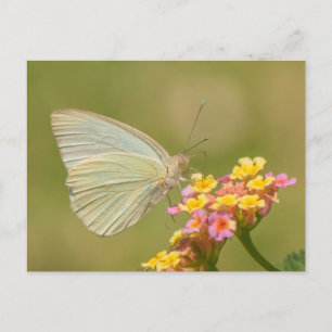 Carte Postale Papillon blanc sur fleurs roses