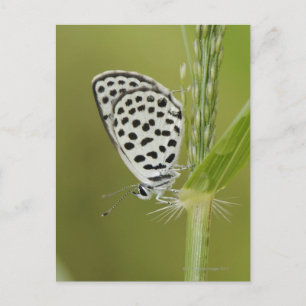 Carte Postale Papillon blanc tacheté reposant sur la tige de l'h