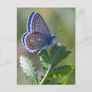 Carte Postale papillon bleu
