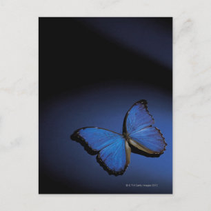 Carte Postale Papillon bleu