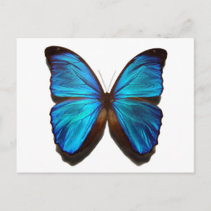 Carte Postale Papillon bleu