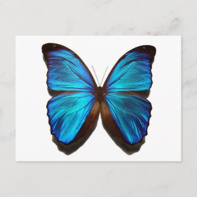 Carte Postale Papillon bleu (Devant)