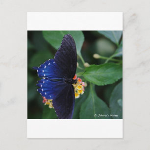 Carte Postale Papillon bleu