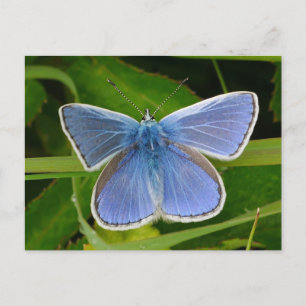 Carte postale Papillon bleu