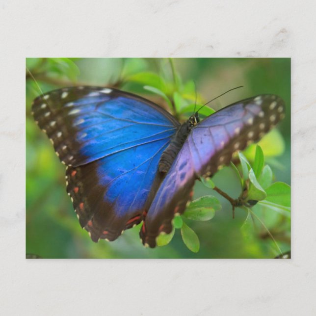 Carte postale Papillon bleu (Devant)