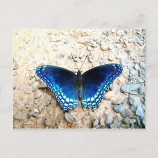 Carte Postale Papillon bleu