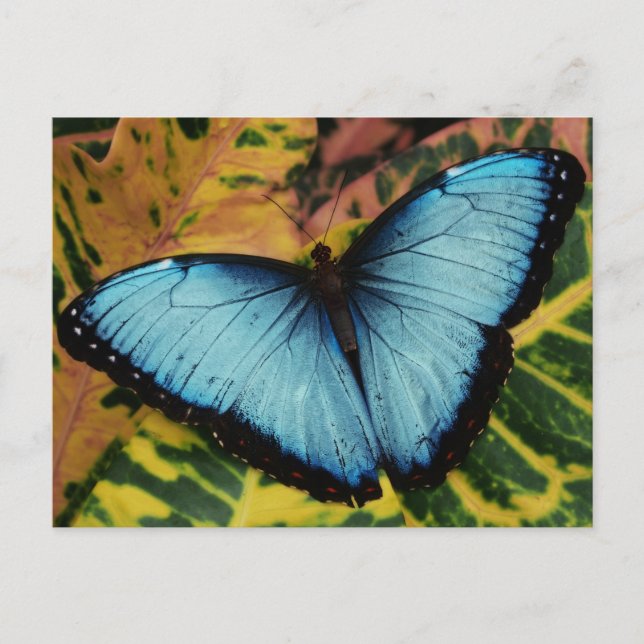 Carte Postale Papillon bleu bleu commun (Devant)