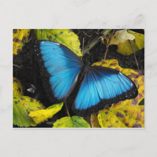 Carte Postale Papillon bleu bleu commun