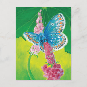 Carte Postale Papillon bleu de Chapmans (thersites en polyommatu