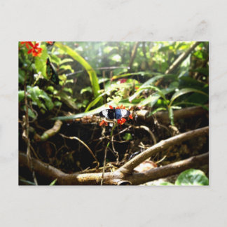 Carte Postale Papillon bleu et noir