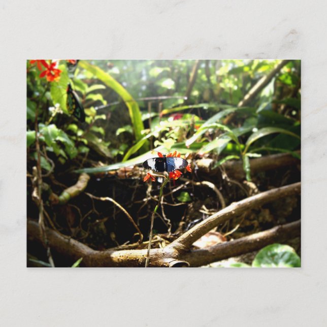 Carte Postale Papillon bleu et noir (Devant)