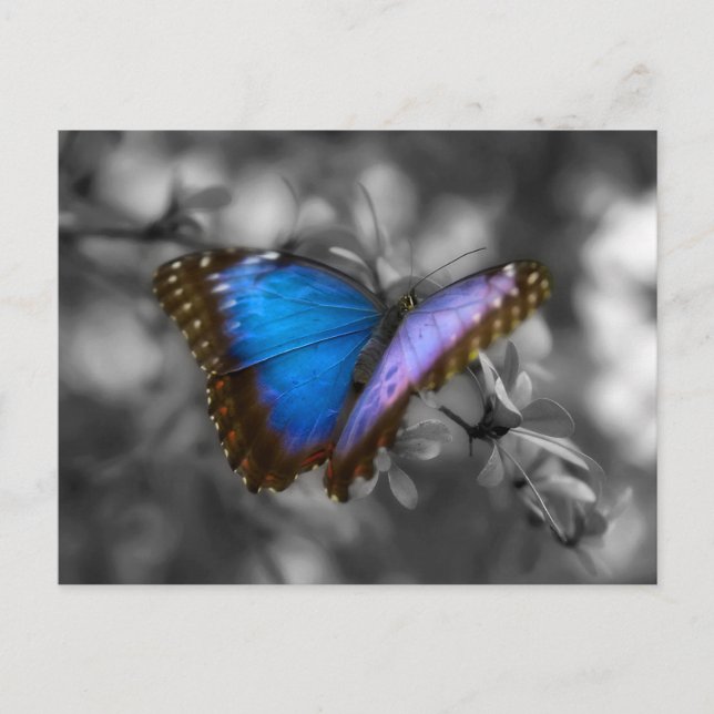 Carte Postale Papillon bleu pourpre (Devant)