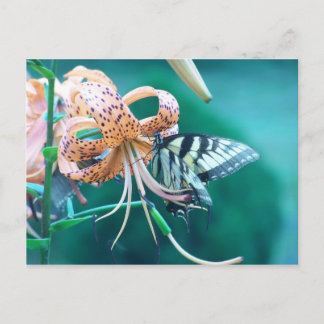 Carte Postale Papillon bleu-vert