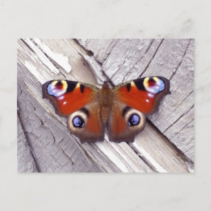 Carte Postale papillon brillant