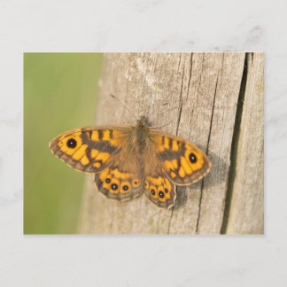 Carte Postale Papillon Brown