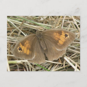 Carte postale Papillon Brown de la prairie féminin
