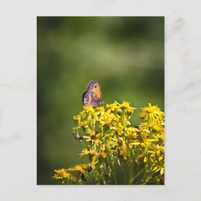 Carte Postale Papillon Brown de prairie sur les fleurs de ragwor (Devant)