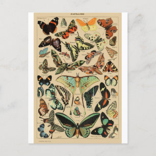 Carte Postale Papillon Butterfly Wings