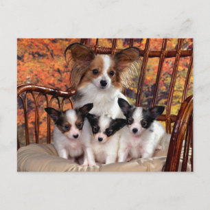 Carte Postale Papillon chiots avec maman