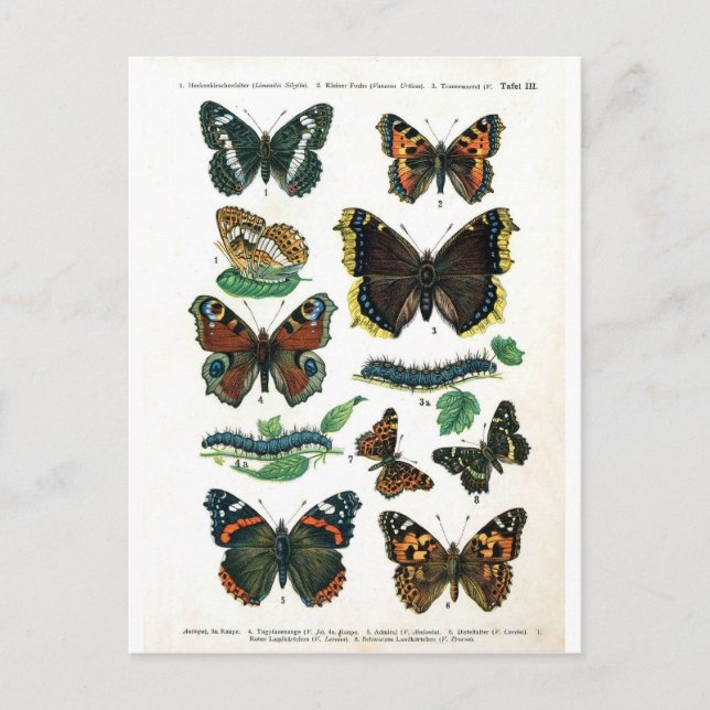 Carte Postale papillon-clip-art-19 (Devant)