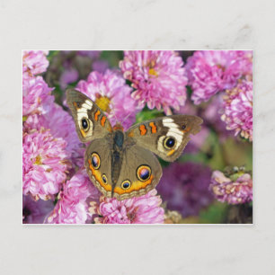 Carte Postale Papillon commun