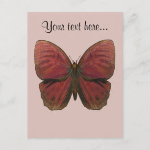 Carte Postale Papillon Coq Rouge