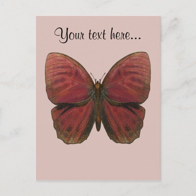 Carte Postale Papillon Coq Rouge (Devant)