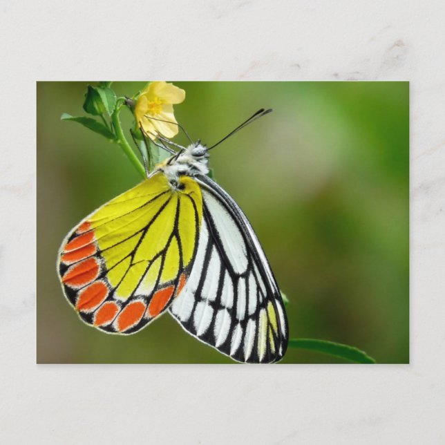 Carte Postale Papillon de Jézabel (Delias Eucharis) (Devant)