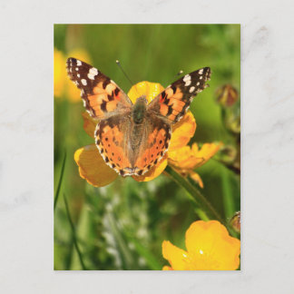 Carte Postale Papillon de la Dame peinte
