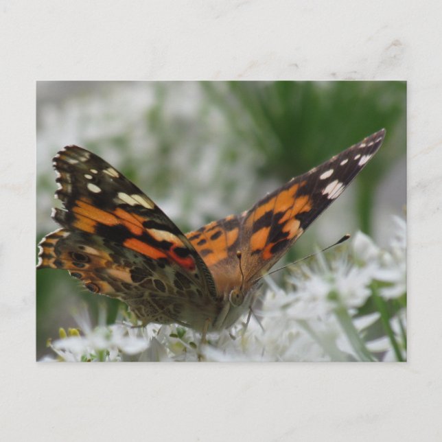 Carte Postale Papillon de la Dame peinte (Devant)