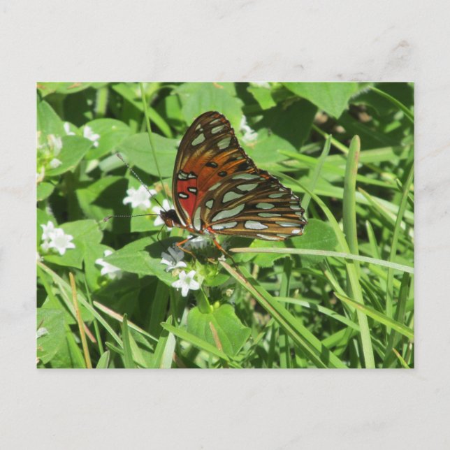 Carte postale Papillon de la Dame peinte (Devant)