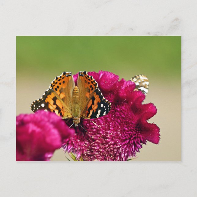 Carte Postale Papillon de la Dame peinte (Devant)