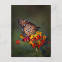 Papillon de la reine sur l'algue tropicale