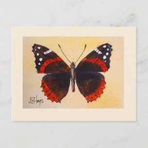 Carte postale Papillon de l'amiral rouge