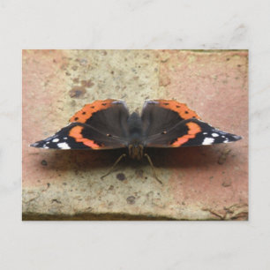 Carte postale Papillon de l'amiral rouge