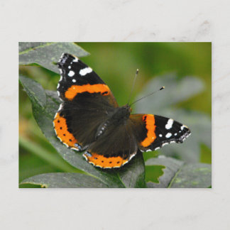 Carte Postale Papillon de l'amiral rouge