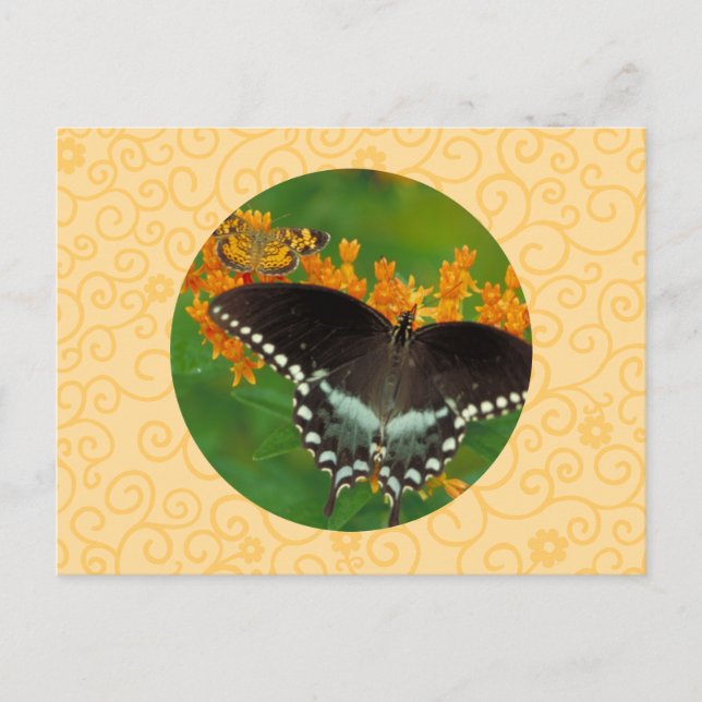 Carte Postale Papillon de machaon de Spicebush (Devant)