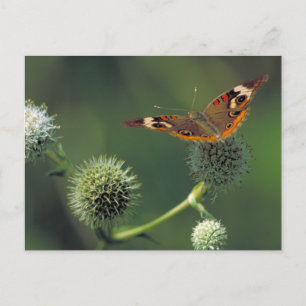 Carte Postale Papillon de maronnier américain