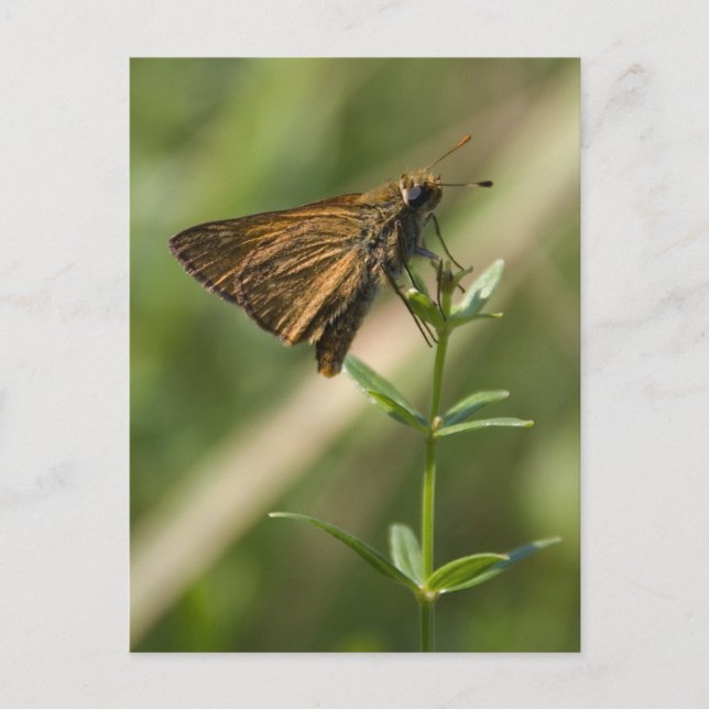 Carte Postale papillon de nuit brun (Devant)