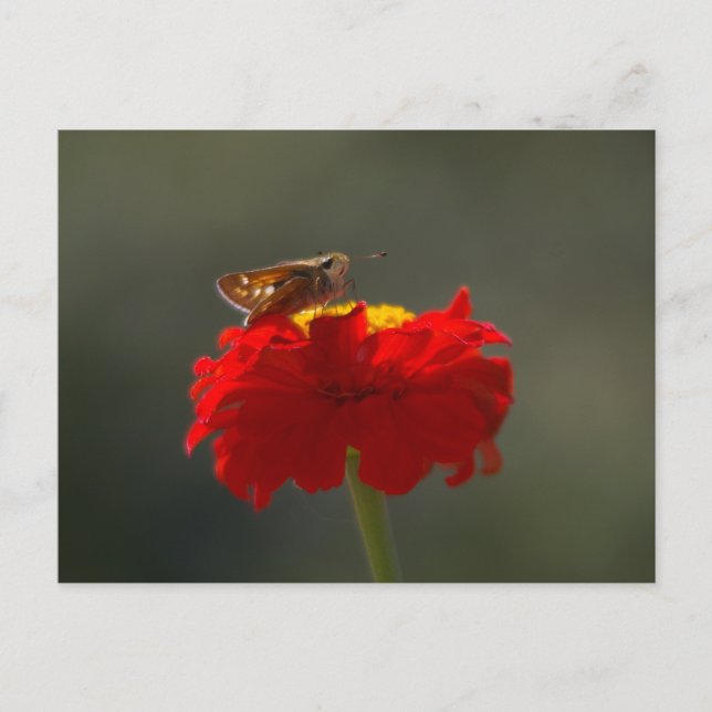 Carte Postale Papillon de nuit et Zinnia rouge (Devant)