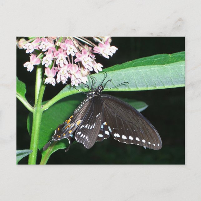 Carte Postale Papillon de nuit noir Swallowtail à Shenandoah (Devant)